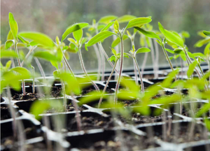 Growing Vegetable Seedlings FAQ