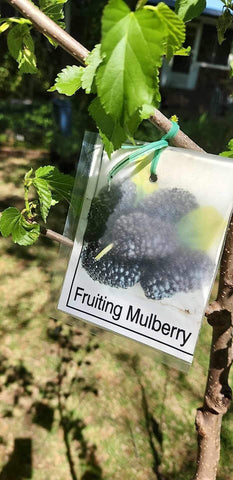 Mulberry Plants