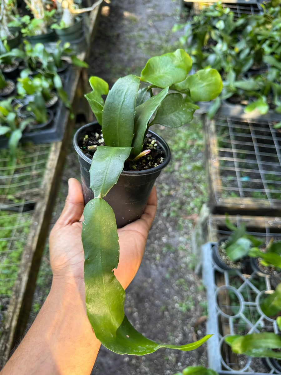 Brahmakamalam( Queen of the Night) – HappyFamilyFarmsUSA