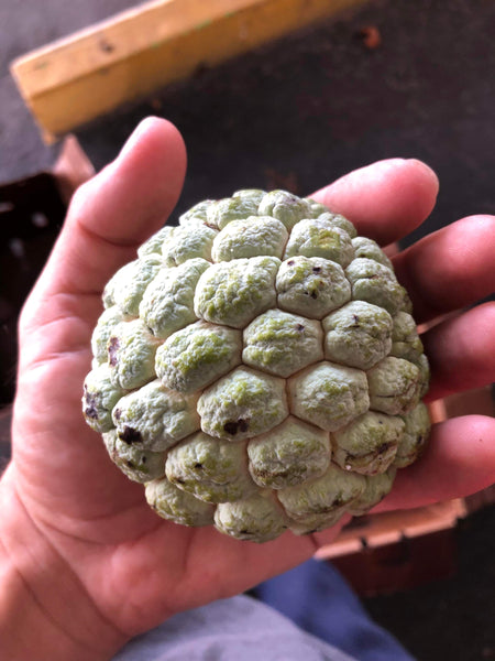 Custard Apples / Sugar Apples - Pre Order