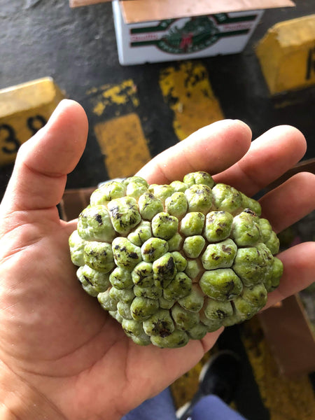 Custard Apples / Sugar Apples - Pre Order