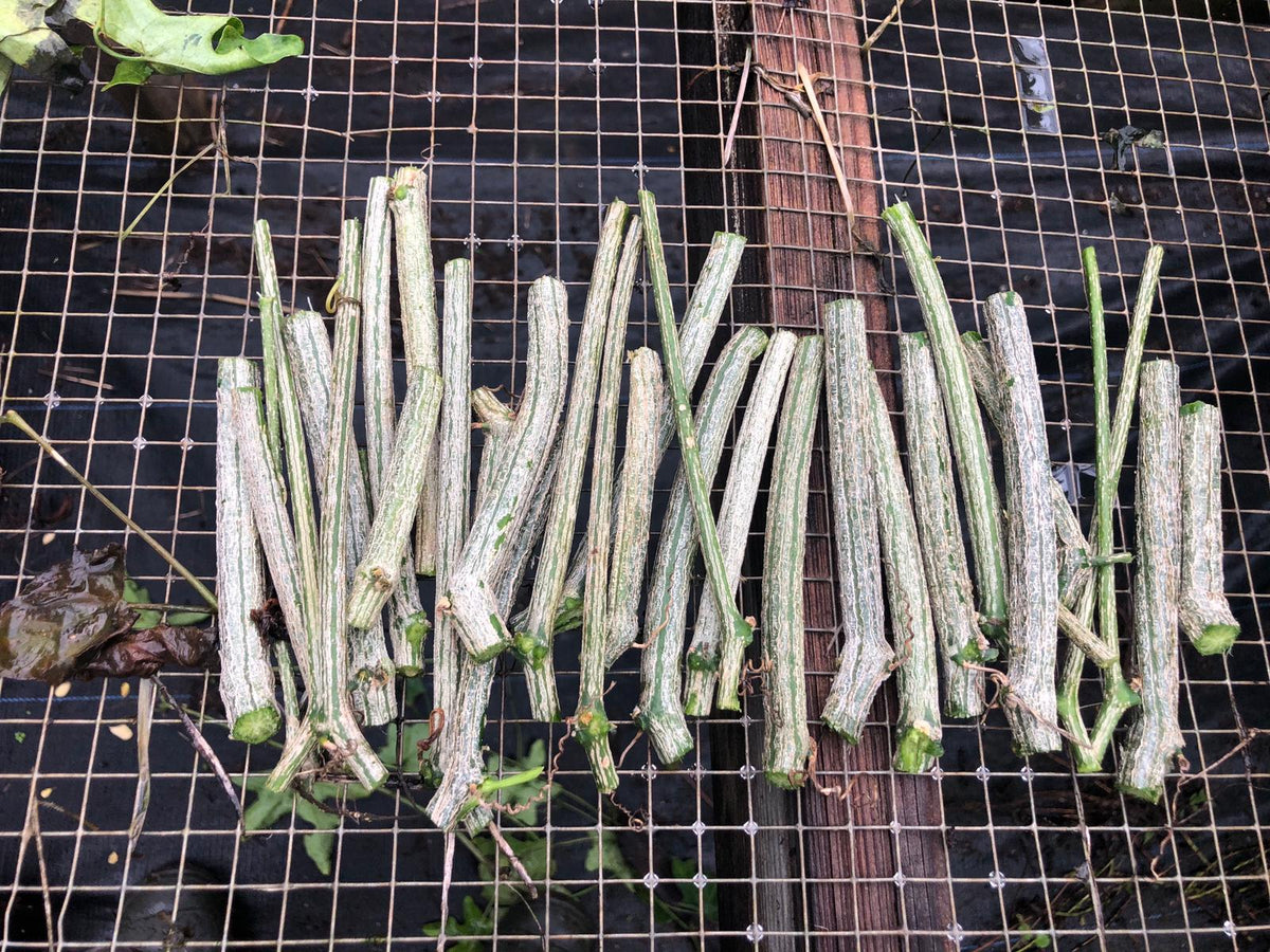 Tindora Cuttings