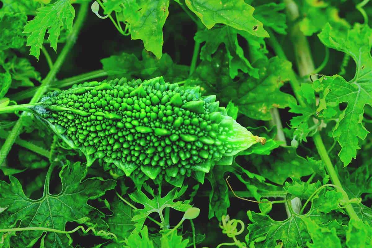 bitter gourd plant fertilizer HFF-04 Bitter Gourd Green – HappyFamilyFarmsUSA