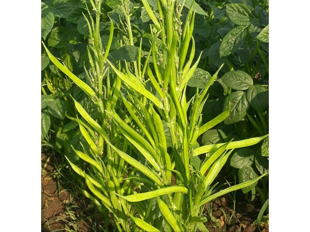 Cluster beans/ Goru Chikkudu