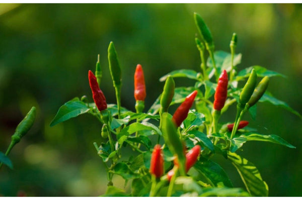 Thai hot Mirchi / Pepper