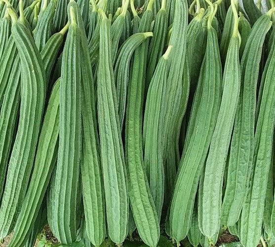 HFF-37 Ridge Gourd Seeds - 10 Seeds