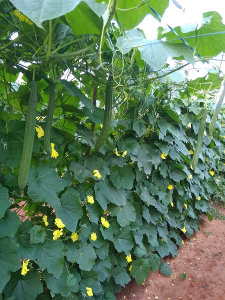 HFF-37 Ridge Gourd Seeds - 10 Seeds