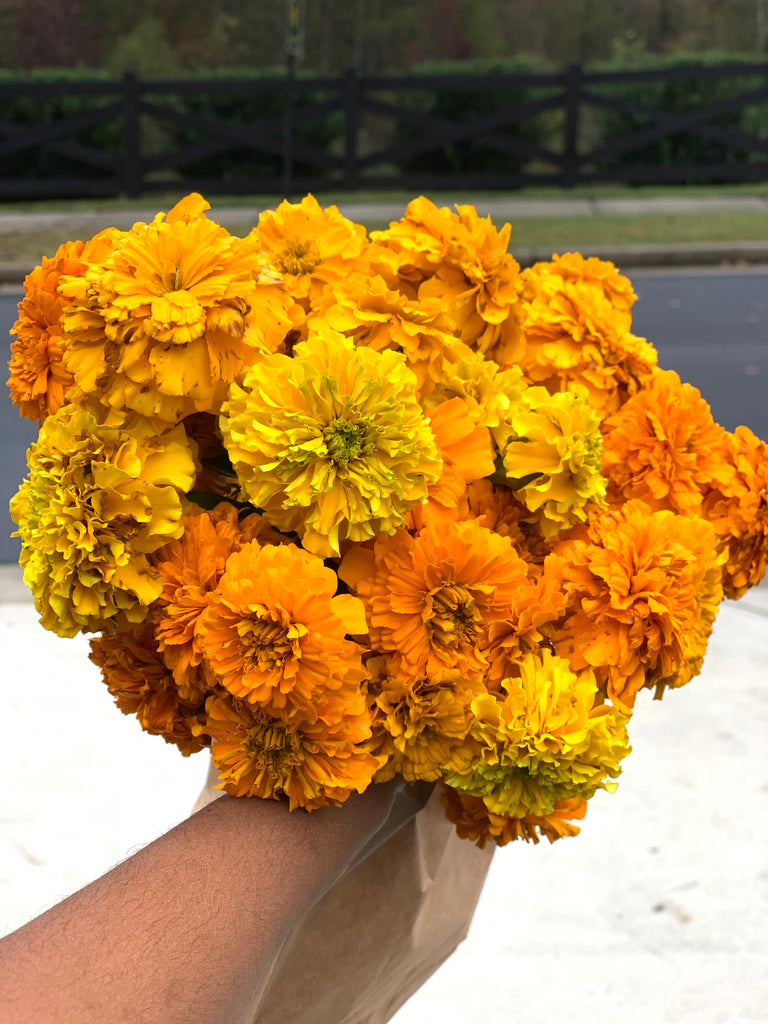 Marigolds - Why should you plant them in your garden