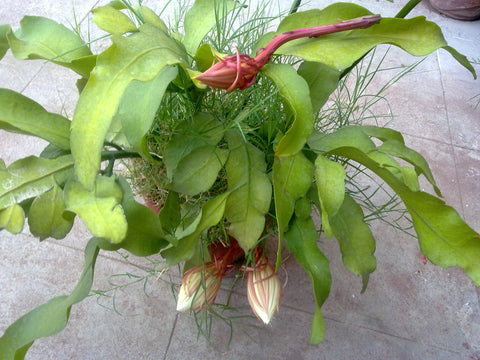 seethamma vari jada plant in english HFF-40 Seetha Jada