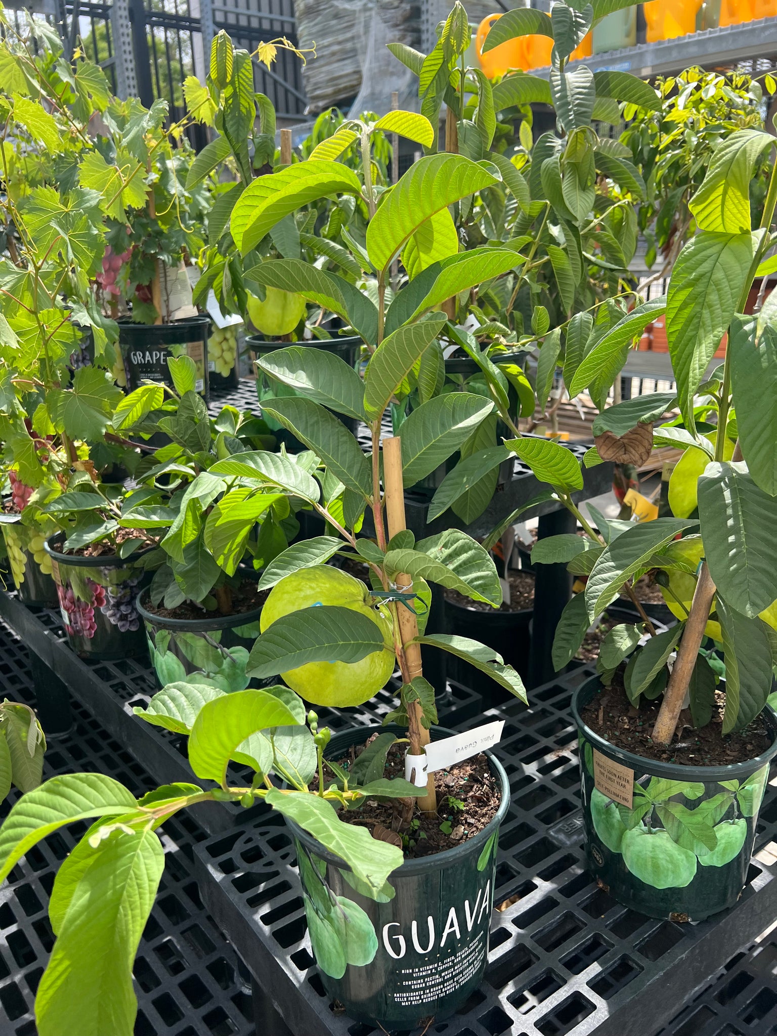 guava plant in pot Guava plant – HappyFamilyFarmsUSA