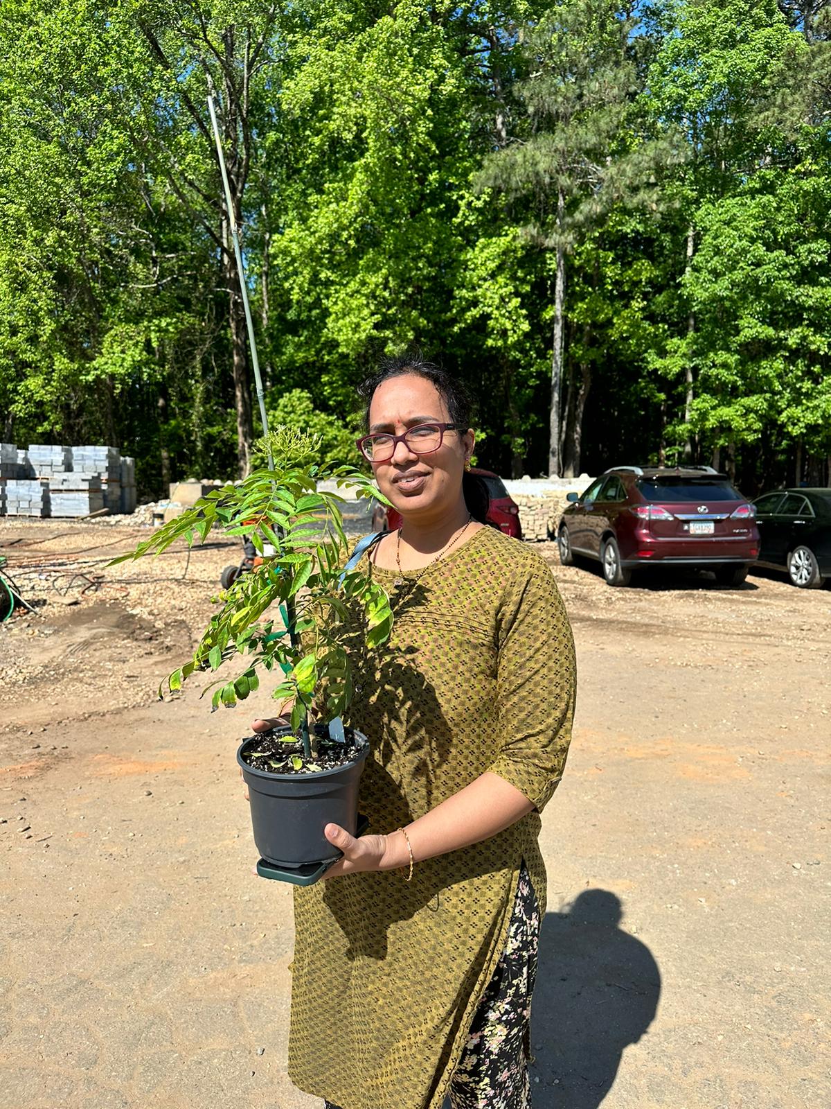 Fresh Curry Leaf Plant
