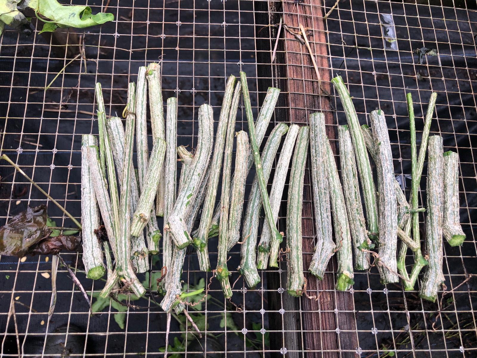 dondakaya plant from seeds Tindora Cuttings