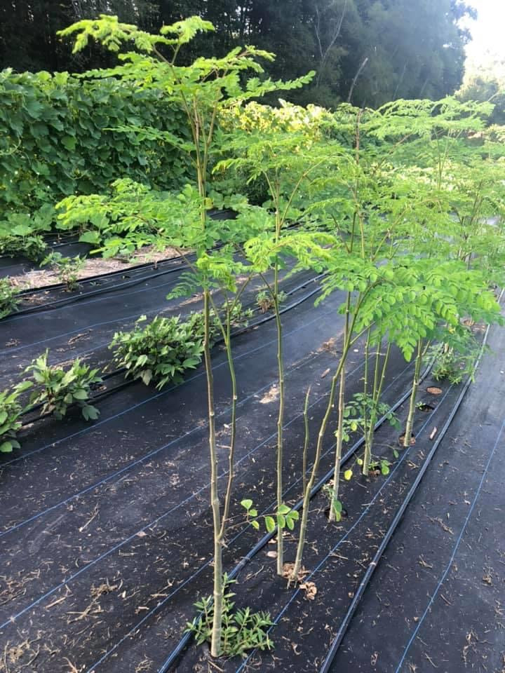 Bare Root Moringa Plants