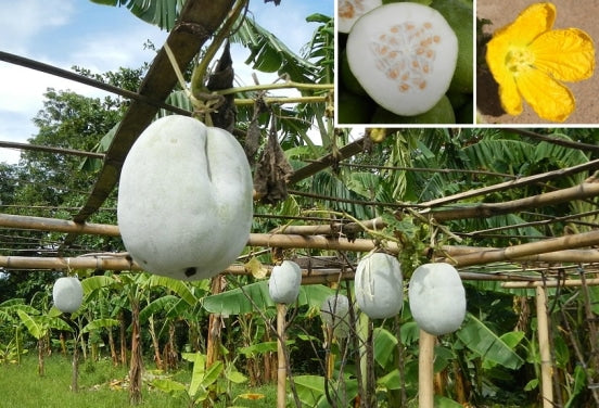 ash gourd seeds for planting HFF-02 Ash Gourd - Budidha Gummadikaya