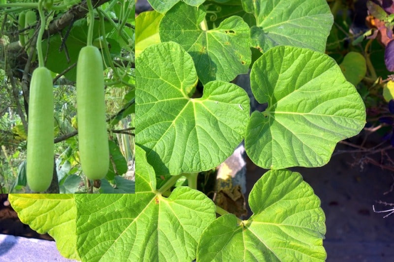HFF-22- Bottle Gourd Long