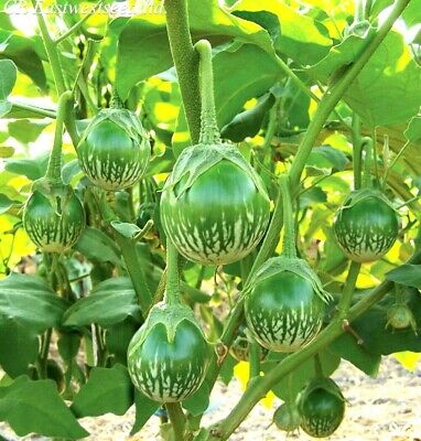 HFF-16 Green Round Brinjal / Vankaya