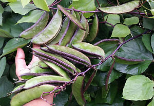 chikkudukaya plant from seed HFF-19 Hyacinth Bean Seeds/ Chikkudu – HappyFamilyFarmsUSA