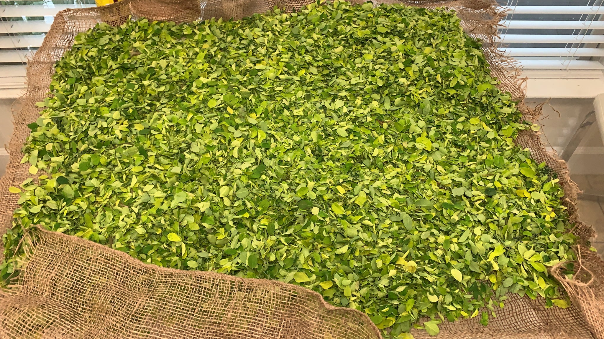 Air Dried Moringa Leaves