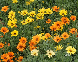 HFF-12 Daisies - Mixed Color Seeds