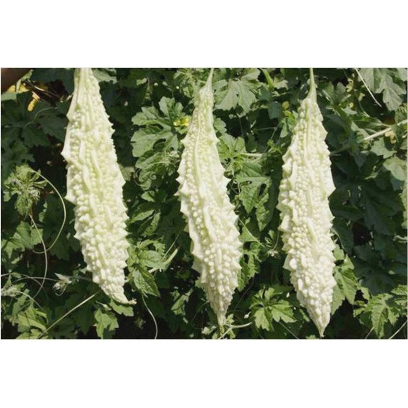 Asian Indian Seeds, Indian Seeds and Plants  HappyFamilyFarmsUSA
