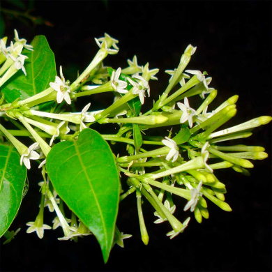 Raath ki Rani / Night Blooming Jasmine