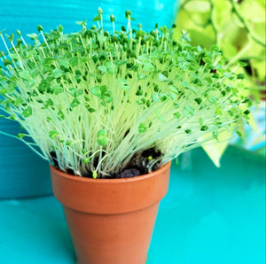 Chia Microgreens