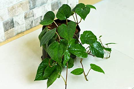 indoor betel leaf plant Betel