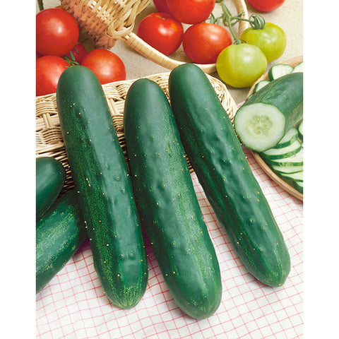 HFF-23 Long Cucumber 🥒 10+ Seeds