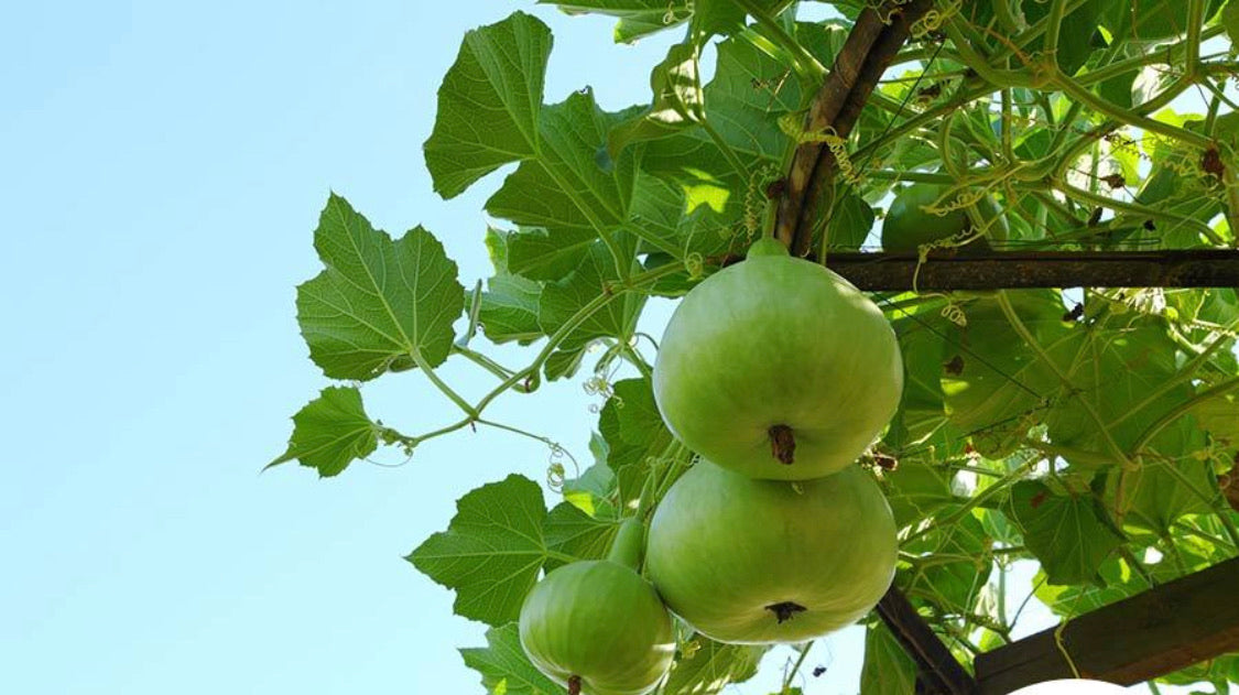 Green Round Gourds