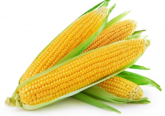 HFF-11 Corn - (Bantem )Seeds
