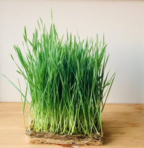 Wheatgrass - 50+ seeds