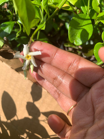 Star/Wax Jasmine ( very fragrant) - Rooted plants