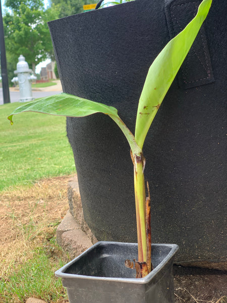 Green /Cavendish Banana 🍌