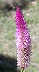 HFF-40 Seetha Jada - Celosia Flower Seeds