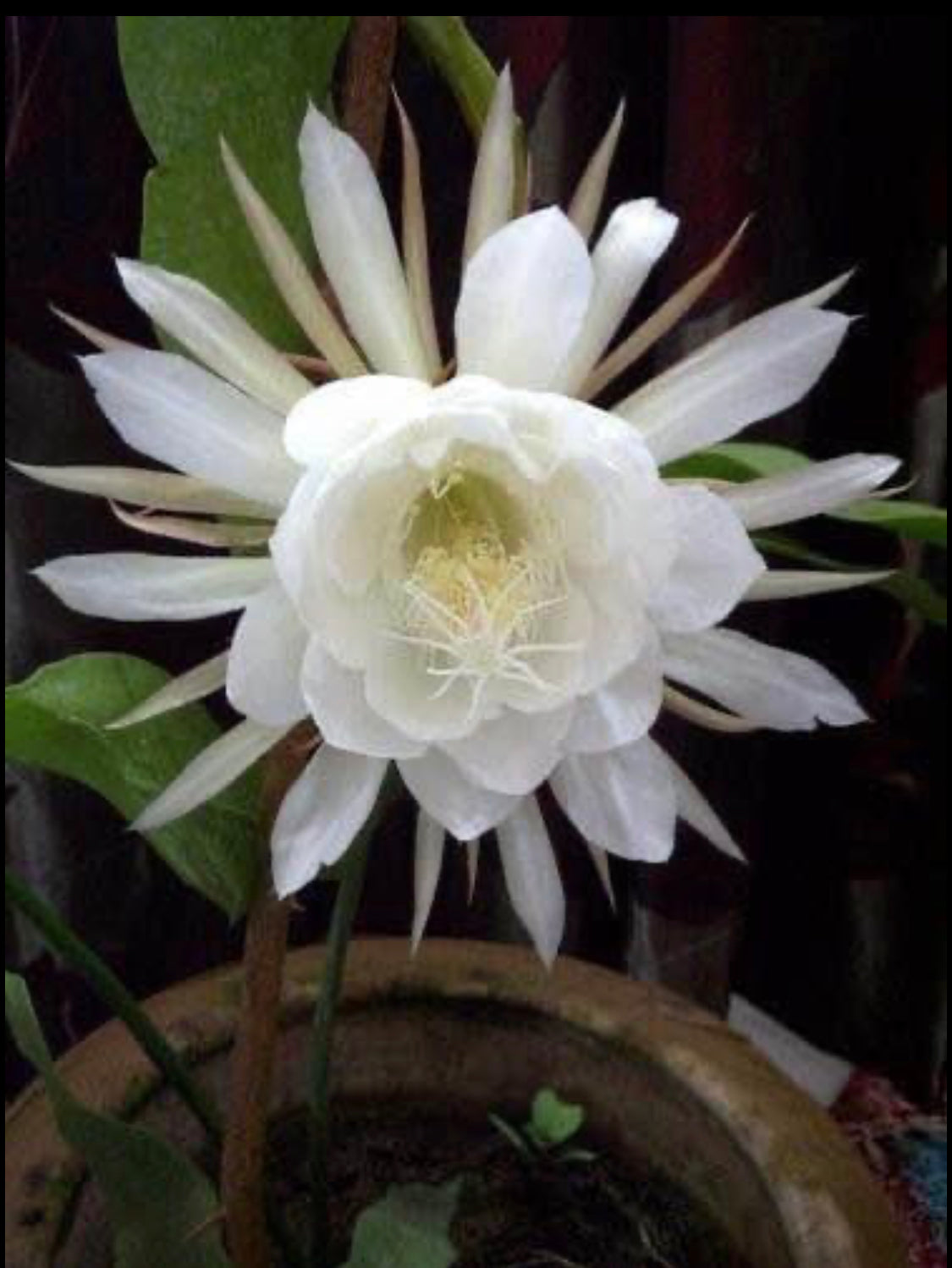 brahma kamal succulent Brahmakamalam( Queen of the Night)