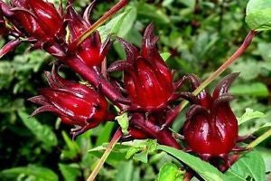 gongura seeds planting HFF-14 Gongura Seeds