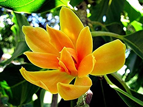 champa plant seeds Champaca ( this year seeds) Free shipping