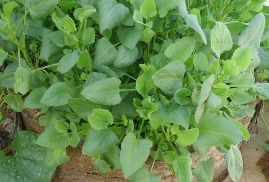 chukkakura seeds planting HFF-08 Chukka koora Seeds -Desi Variety