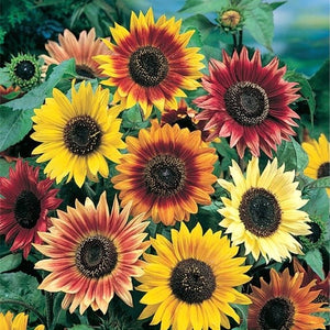 Sunflower -Mix Seeds