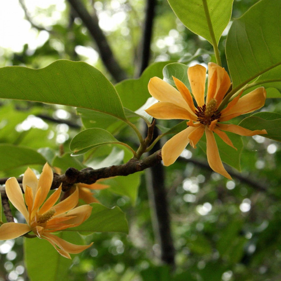 champaka flower seeds Champaca ( this year seeds) Free shipping