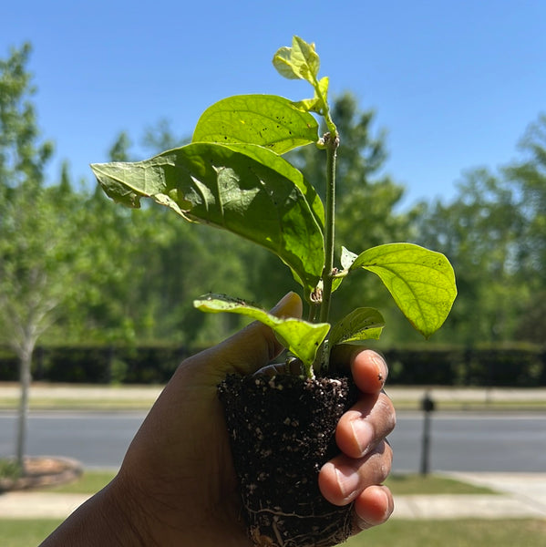 Arabian Jasmine/ Mogra