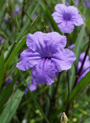 Mexican Petunia - Purple