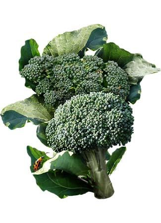 HFF-06 Broccoli 🥦