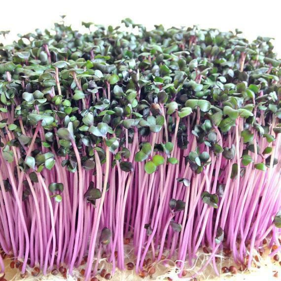 HFF-35 Red Cabbage Micro greens