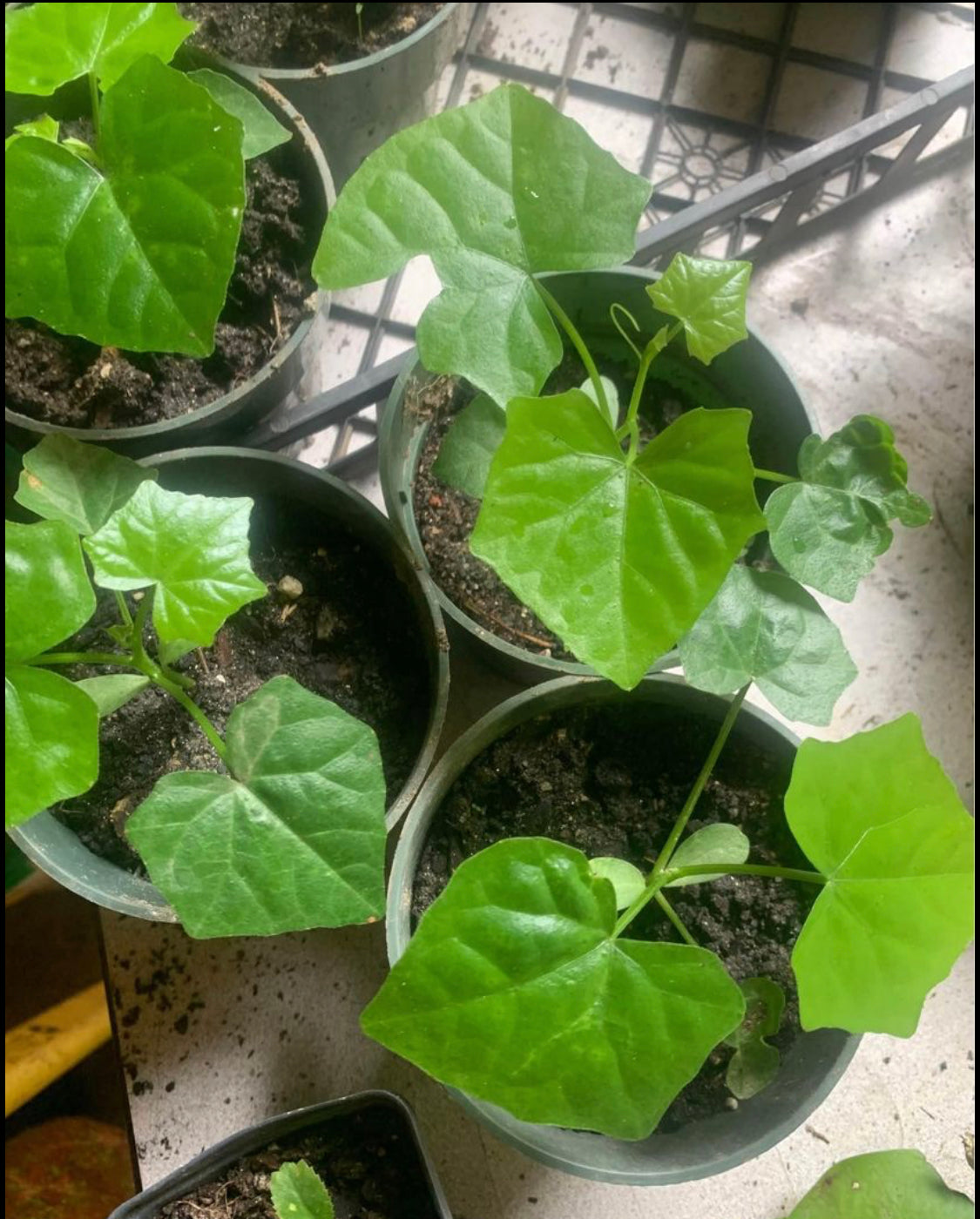 tindora plant seeds Rooted Tindora Cuttings