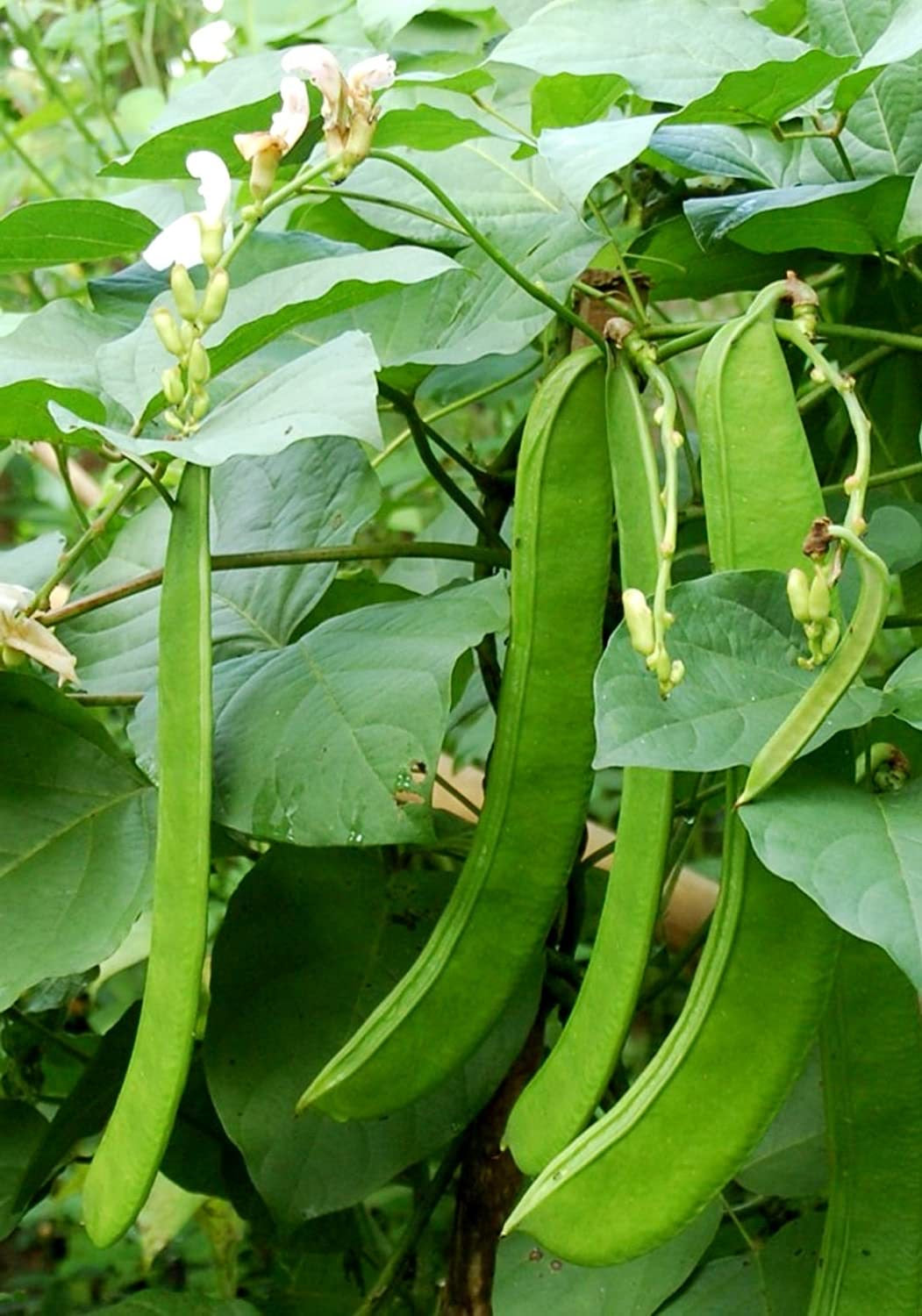 Sword beans / Thammakaya