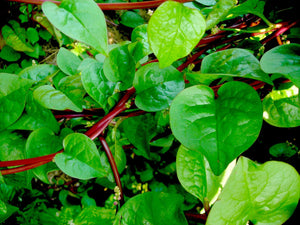 HFF-36 Red Stem Malabar Spinach / Bachali