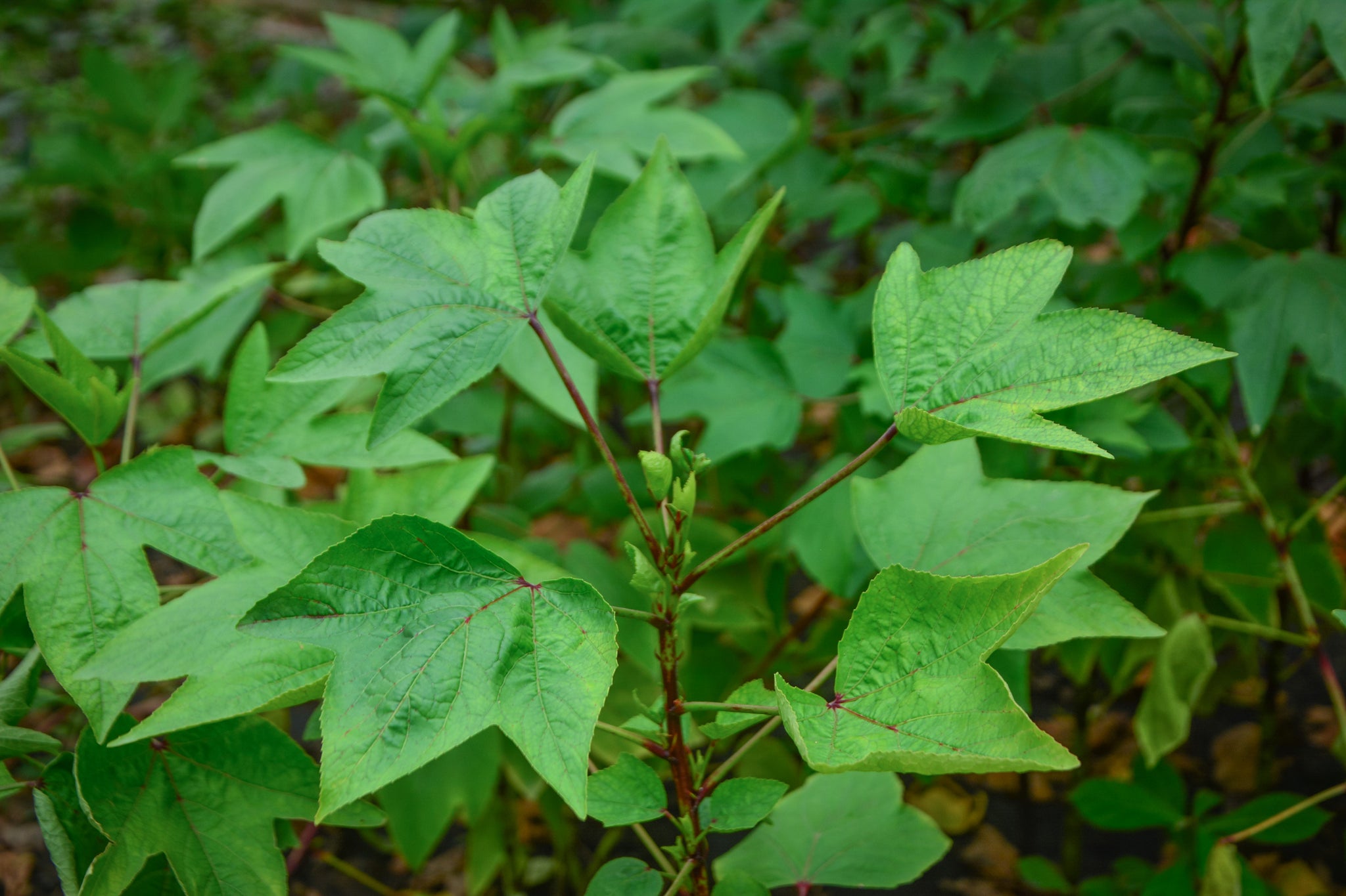 HFF-14 Gongura Seeds