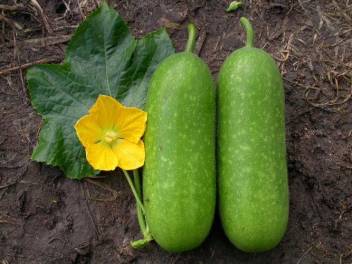 Wax Gourd Seeds